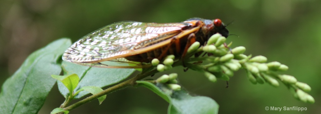 Cicada on leaf