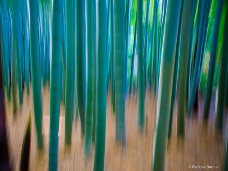bamboo woods