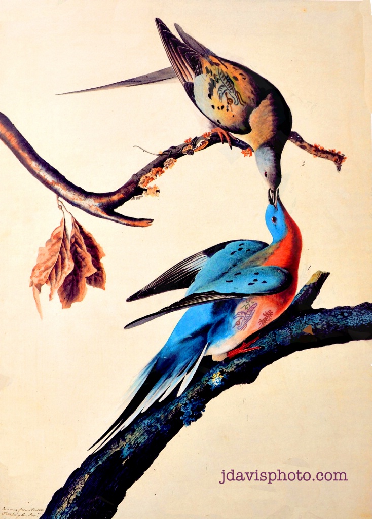 mahjbirds w logo 