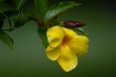 Allamanda