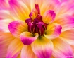 Pretty In Pink an...