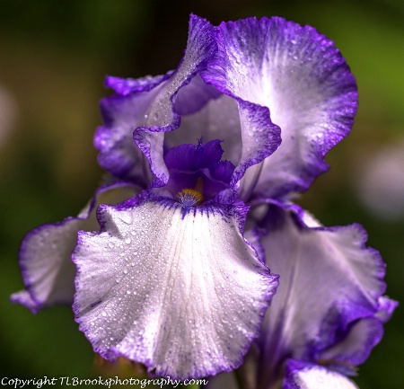 iris