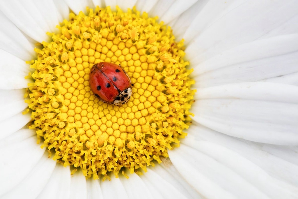 Daisy Lady