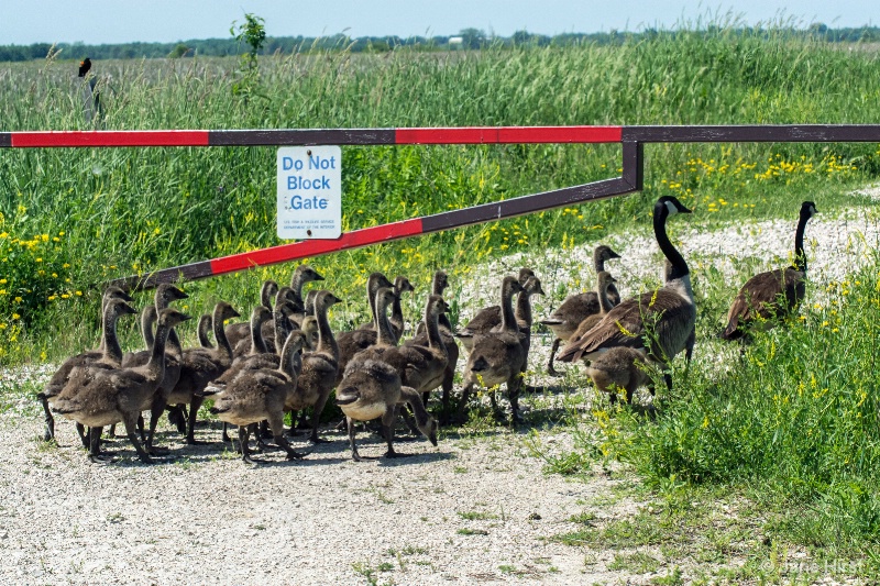 The Mother Lode- 27 Goslings
