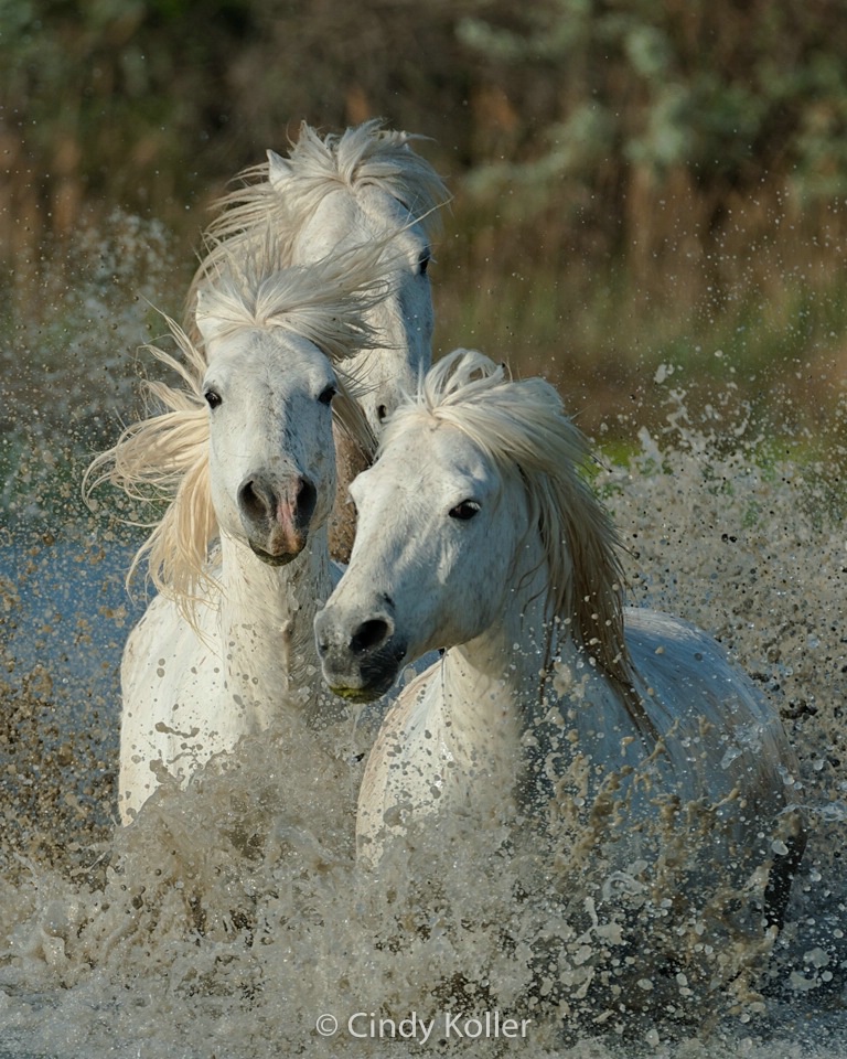 Wild White Camargue Horses running through a marsh