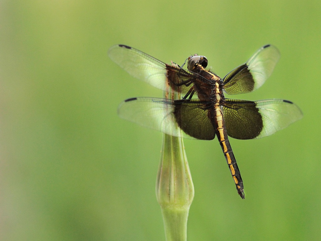 widow skimmer, female