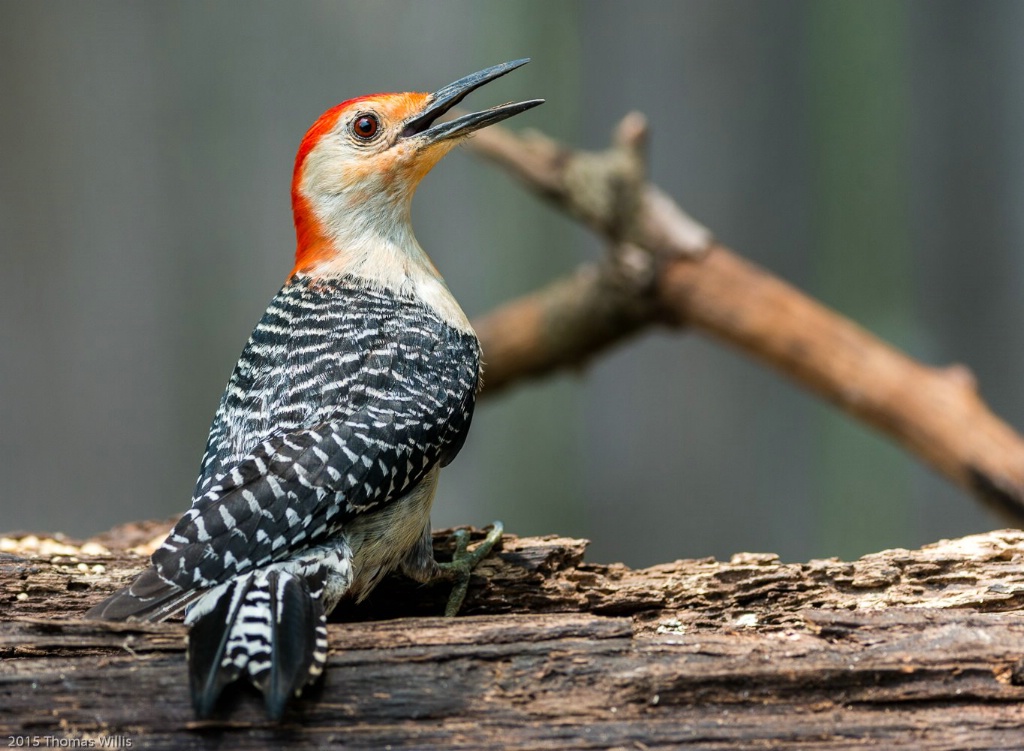 Red Bellied Woodpecker