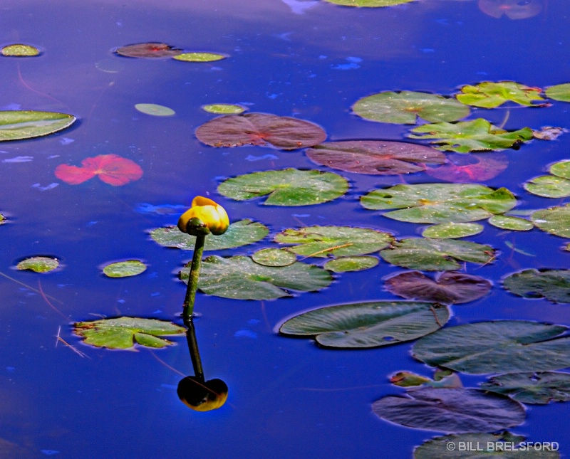 LILY PADS