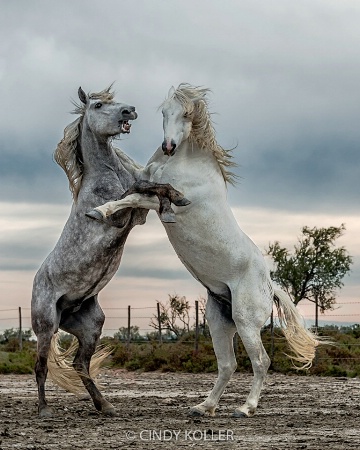 Most beautiful Stallion  - Grudge Match