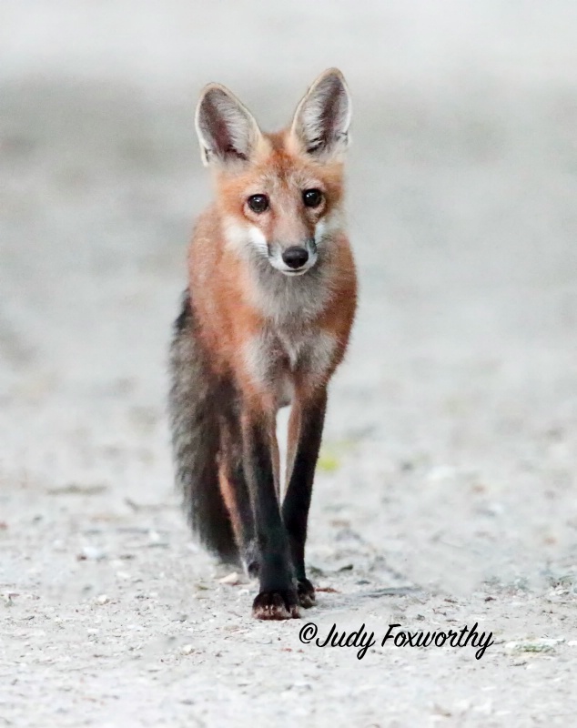 Florida Red Fox