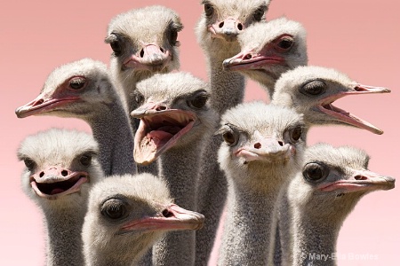 An Orchestra of Ostriches