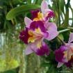 Beautifil Orchid