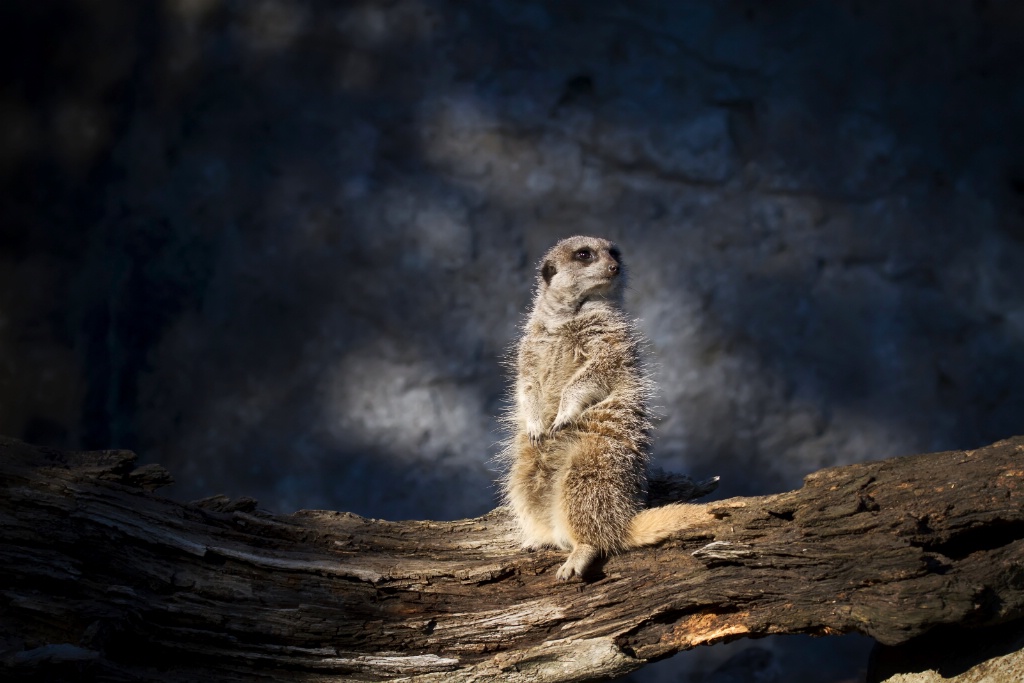 Meerkat at Orana Park