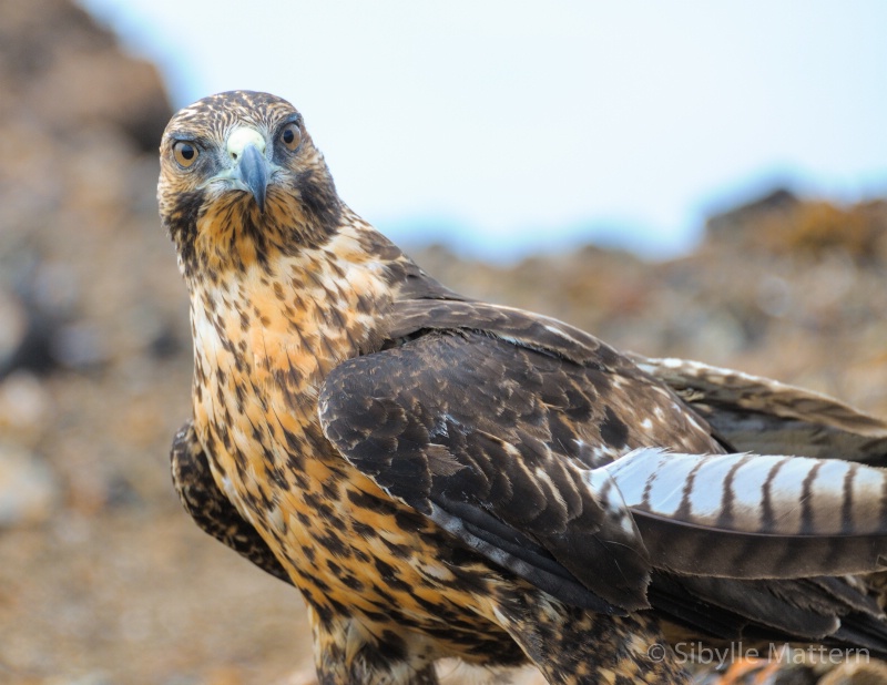 young hawk, Galapagos - ID: 15163232 © Sibylle G. Mattern