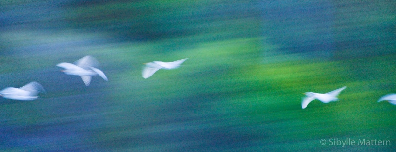 white egrets in flight - ID: 15163234 © Sibylle G. Mattern