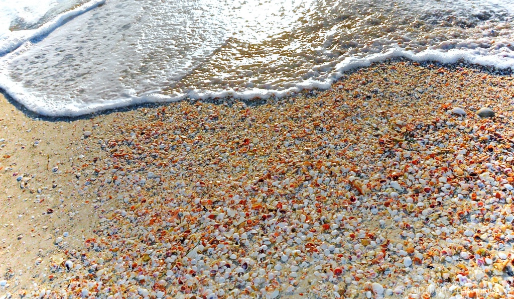 Seashells at the Seashore