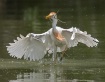 Water Takeoff