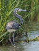 Tricolored Heron