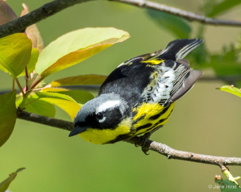 Yellow Warbler