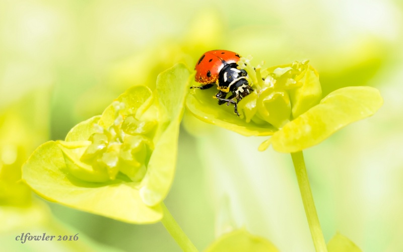 Lady Bug