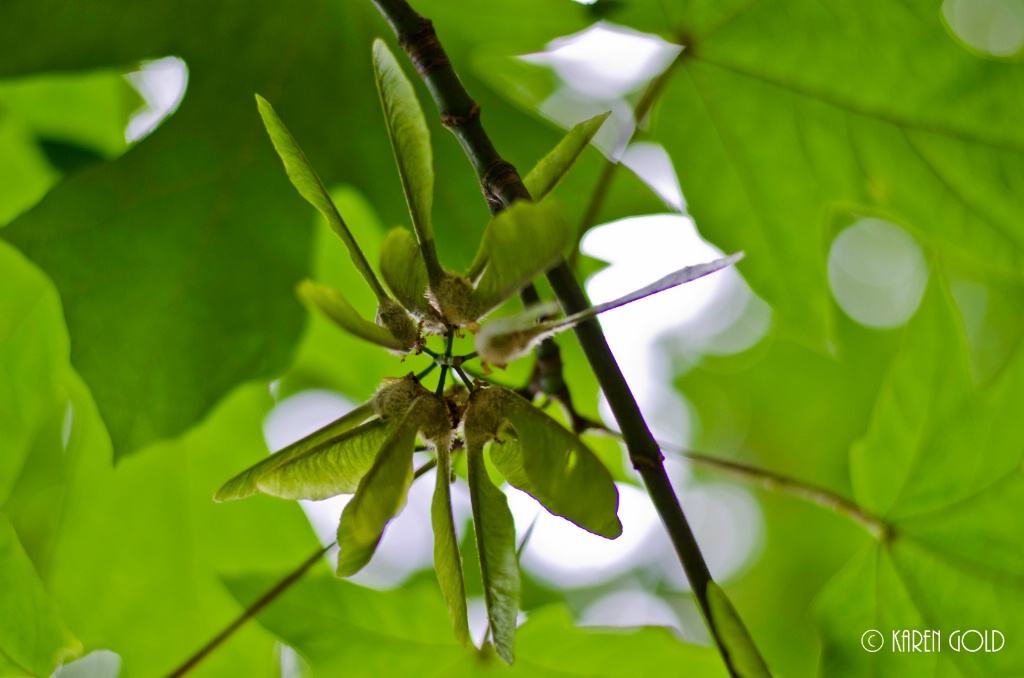 Maple Seed Pods