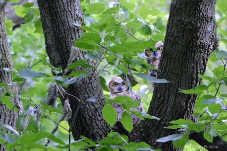 Look Whos In the Tree 