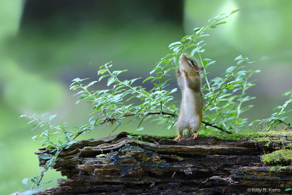 Smelling the Roses  - ID: 15163724 © Kitty R. Kono