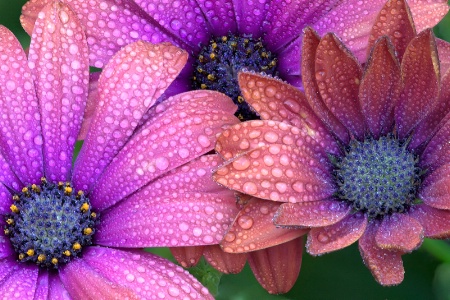 Dewy Daisies