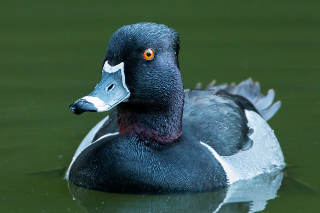 Ring Necked Duck