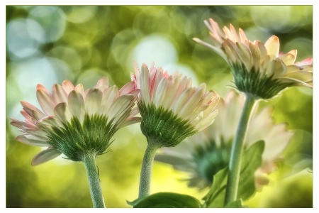 daisies up high