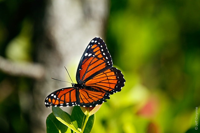 Monarch Butterfly - ID: 15164081 © Jeff Gwynne