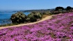 Purple Carpet