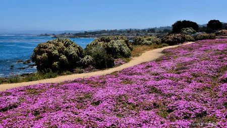 Purple Carpet