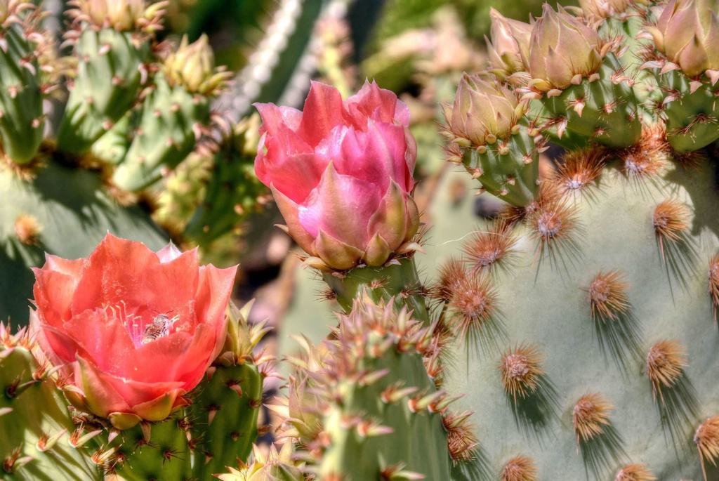 Cactus Blooms - ID: 15164133 © Sheila Faryna