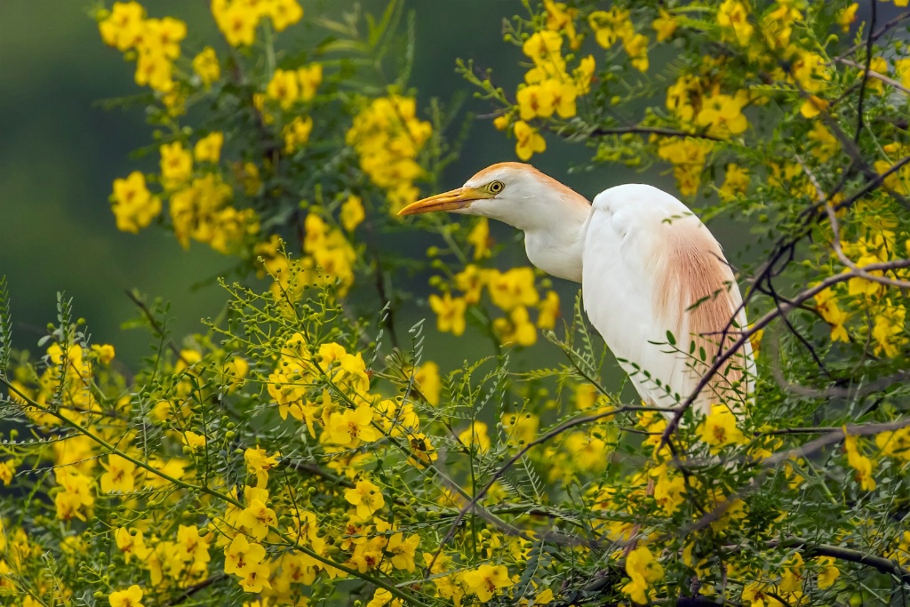 Cattle Egret and Flowers