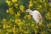 Cattle Egret and ...
