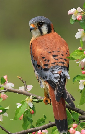 American Kestral