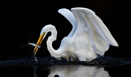 Early Morning Fishing