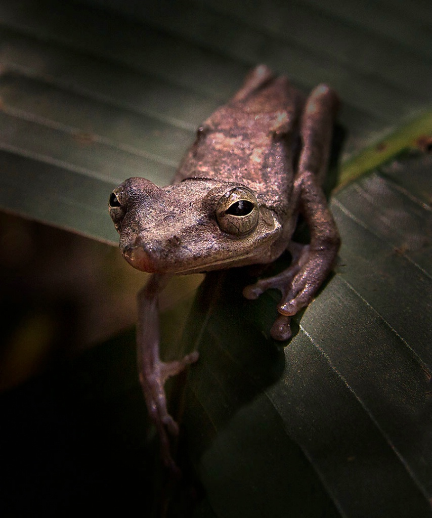 bug eyed frog on leaf