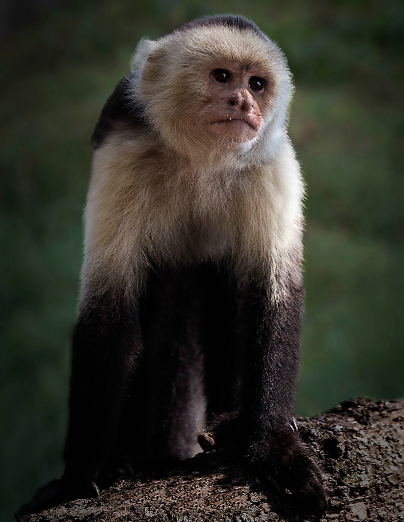 capuchin on log