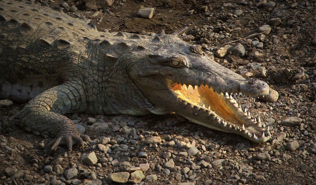 croc with mouth opened