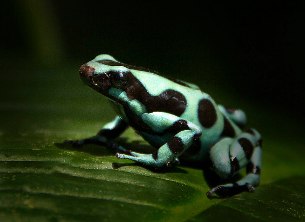 lepard frog