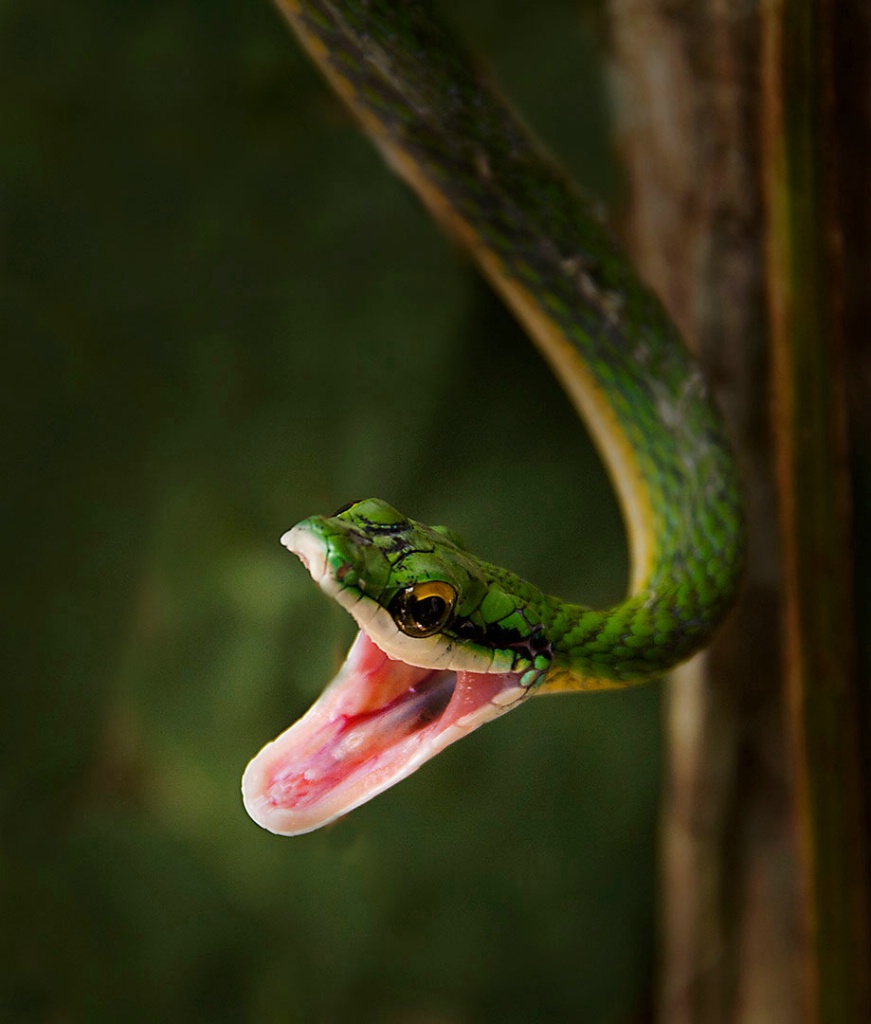 Vine Snake