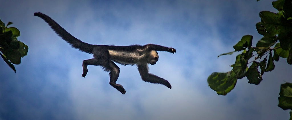 Jumping Capuchin