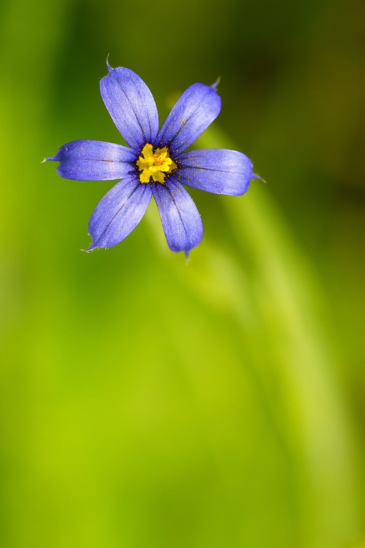 Blue-Eyed Grass