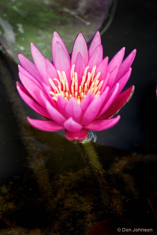 Pink Water Lily 6-8-16 051