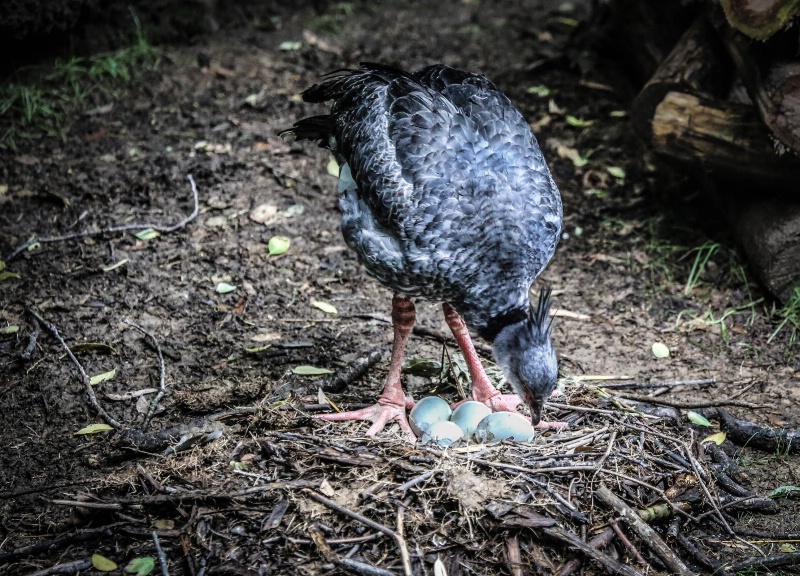 Crested Screamer 