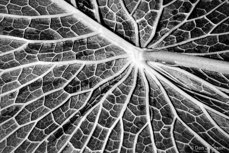 B&W Back of a Water Lily Pad 6-8-16 102