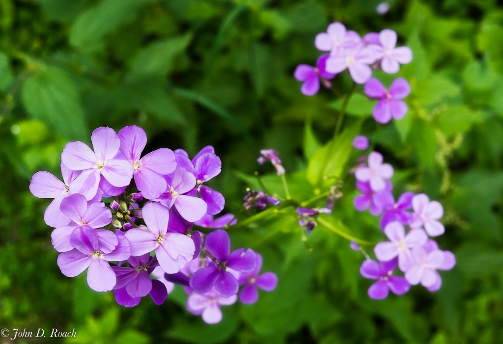 Wild Flowers-Phlox