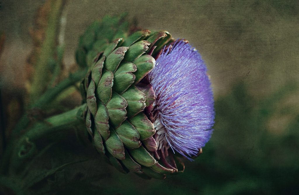 Artichoke Blossom